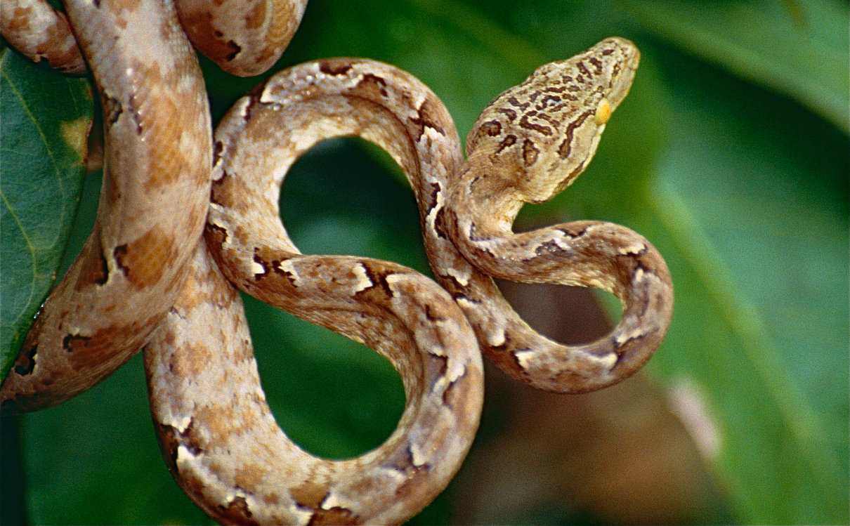 Boa arborícola amazónica (Corallus hortulanus), información