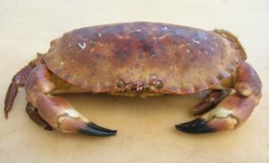 Buey de mar y su importancia en gastronomía – Cancer pagurus