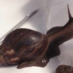 caracol-gigante-africano-achatina-fulica