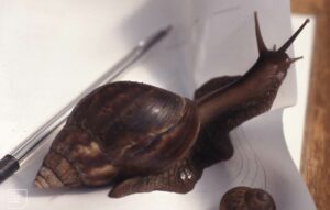 Caracol gigante africano (Achatina fulica), un molusco de gran tamaño