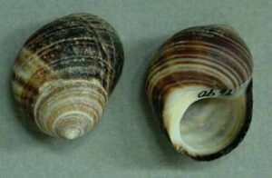 Caracoles marinos (Gastropoda: Prosobranchia), ciclo biológico