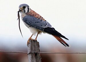 Cernícalo americano (Falco Sparverius) y sus peculiares hábitos