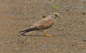 Cernícalo Primilla, Falco naumanni, pequeña ave majestuosa