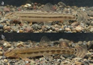 Colmilleja (locha espinosa), Cobitis taenia