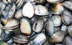Cultivo de almejas (Bivalvia: Veneridae), información y especies indicadas