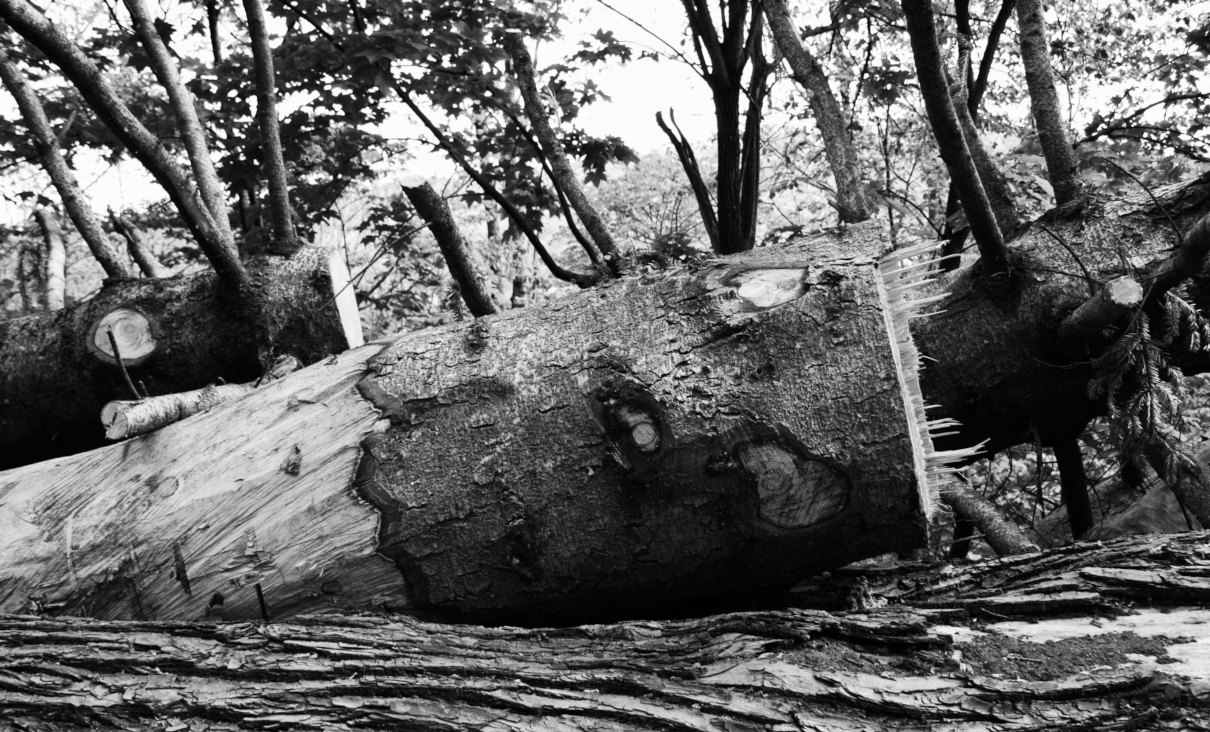 Deforestación, causas y efectos