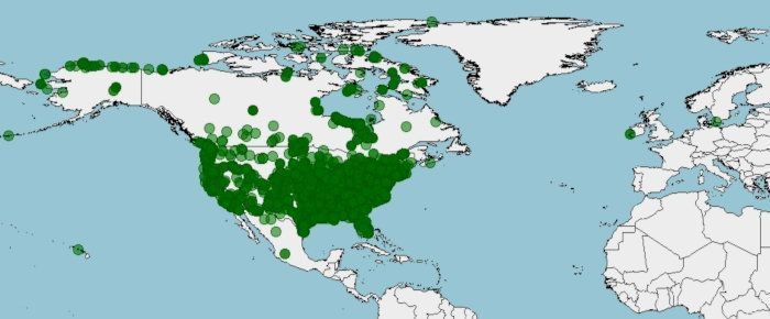 Algunas áreas de distribución del ganso de la nieve, Chen caerulescens