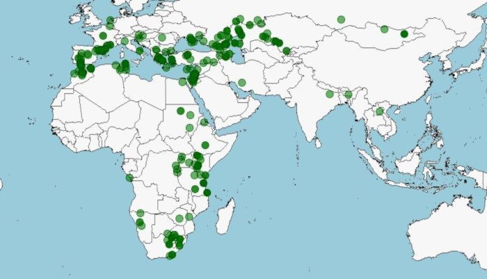 Distribución de Falco naumanni