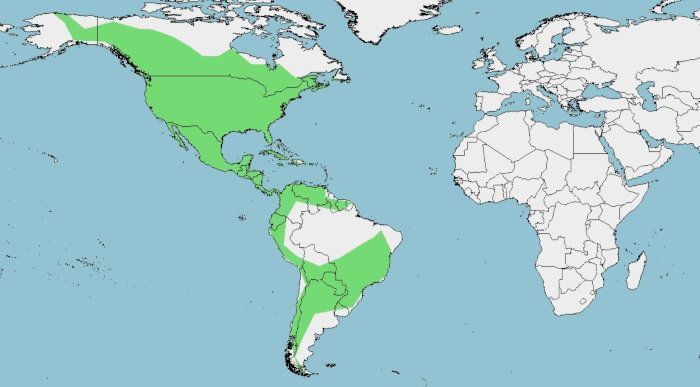 Distribución del cernícalo americano