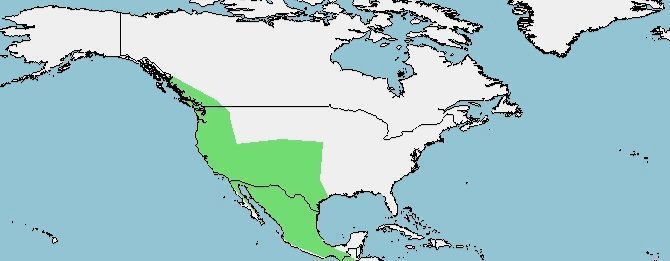 Distribución de la paloma de collar, Patagioenas fasciata