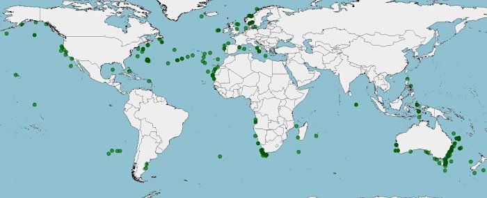 Distribución de la palometa negra