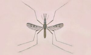 Enfermedades zoonóticas transmitidas por invertebrados, detección y control