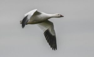 Ganso de la nieve (Chen caerulescens) o ánsar nival