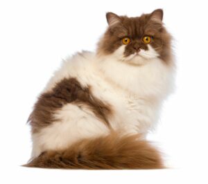 Gatos braquicéfalos, tipos y cuidados. Síndrome asociado