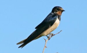 Golondrina común y sus curiosos vuelos, Hirundo rustica