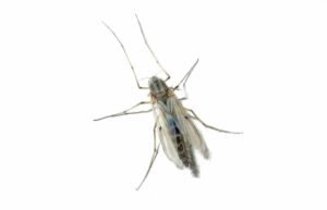 Invertebrados bioindicadores de la calidad del agua, metodología utilizada