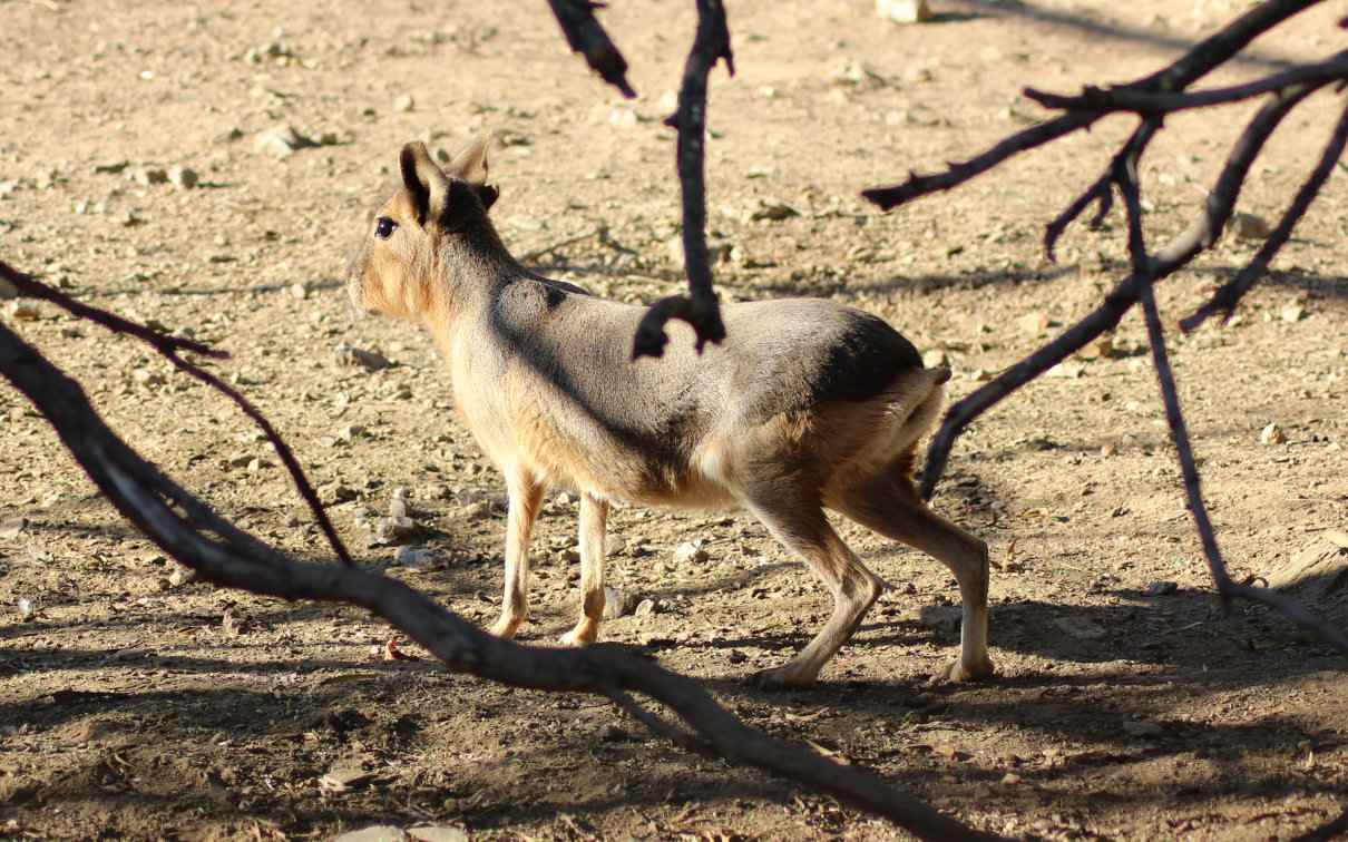 Liebre de la Patagonia (Dolichotis patagonum), un roedor muy grande