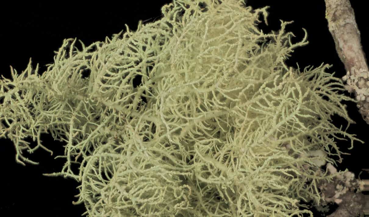Líquenes ¿Qué son? Características, estructura y reproducción