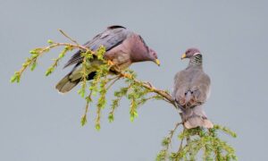 Paloma de collar, Patagioenas fasciata, un ave del Nuevo Mundo