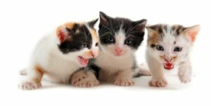 Parásitos en gatos: clasificación y comportamiento