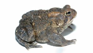 Sapo americano, información de Anaxyrus americanus