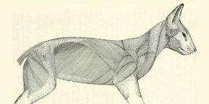 Sistema muscular del gato: anatomía y nociones de movimiento