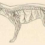sistema-nervioso-del-perro