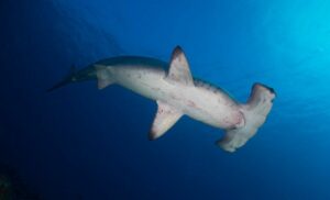 Tiburón martillo común, especie Sphyrna lewini
