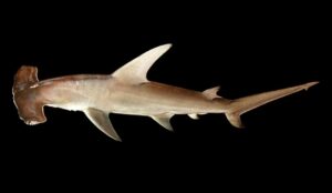 Tiburón martillo gigante, el asombroso Sphyrna mokarran