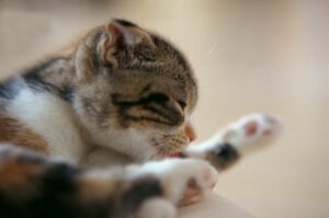 Tiña en gatos: comportamiento y consideraciones de manejo