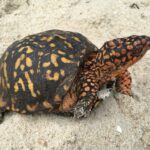 tortuga-de-caja-comun-terrapene-carolina