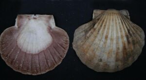 Vieira de mar (Pecten maximus) y su importancia gastronómica