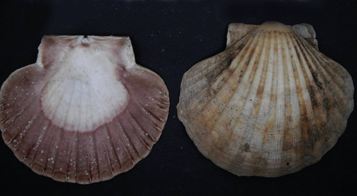 Vieira de mar, Pecten maximus