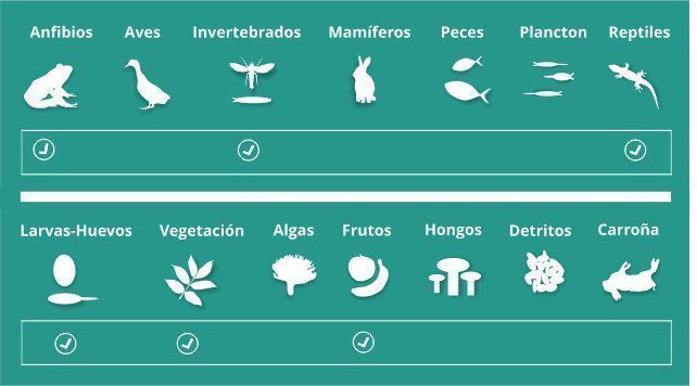 Alimentación del tití común