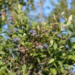 arandano-azul-vaccinium-corimbosum