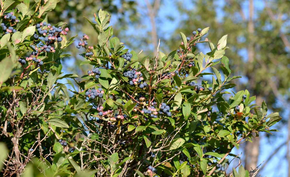Arándano azul, Vaccinium corimbosum