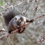 ardilla-gris-sciurus-carolinensis