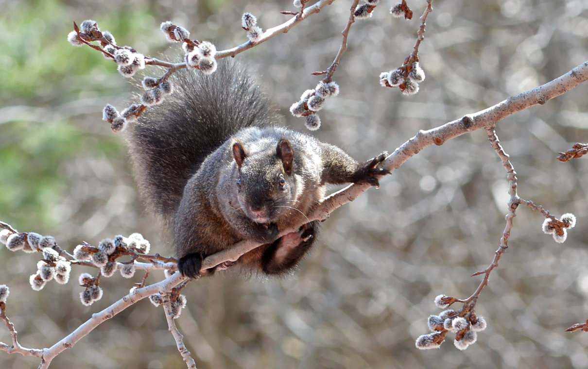 Ardilla gris, Sciurus carolinensis