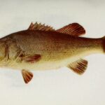 black-bass-micropterus-salmoides