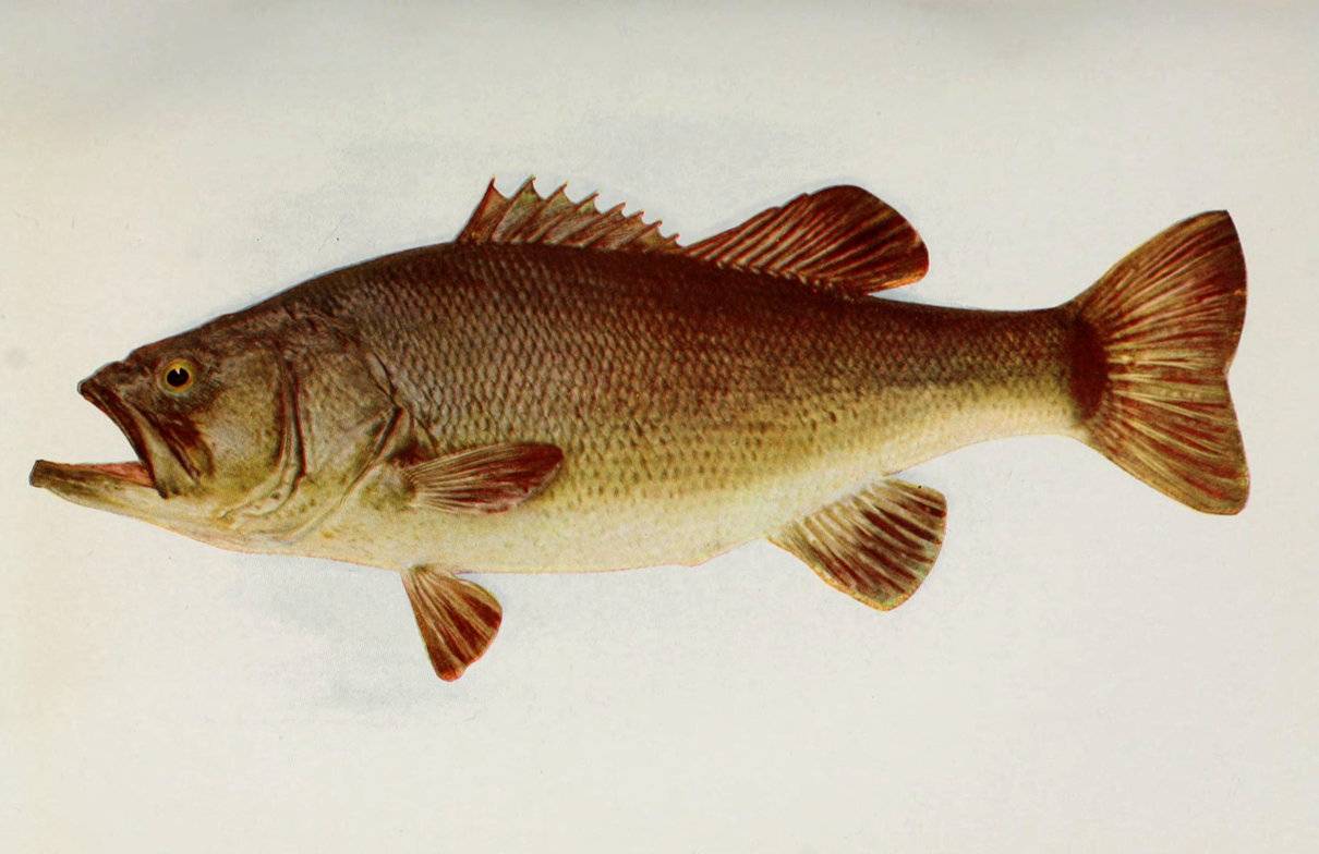 Black bass (Micropterus salmoides), la carpa americana