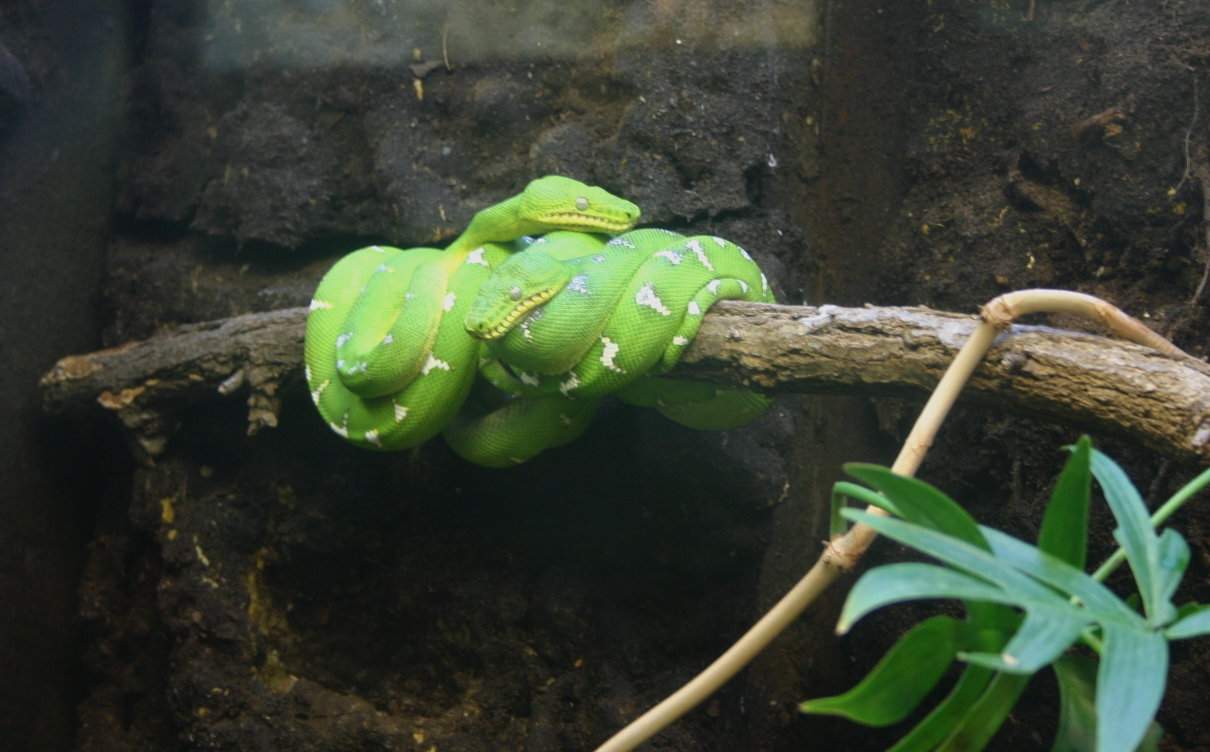 Boa esmeralda, Corallus caninus, un oficio de gran belleza