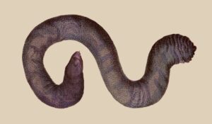 Caecilia tentaculata, cecilia de tentáculos y su vida subterránea