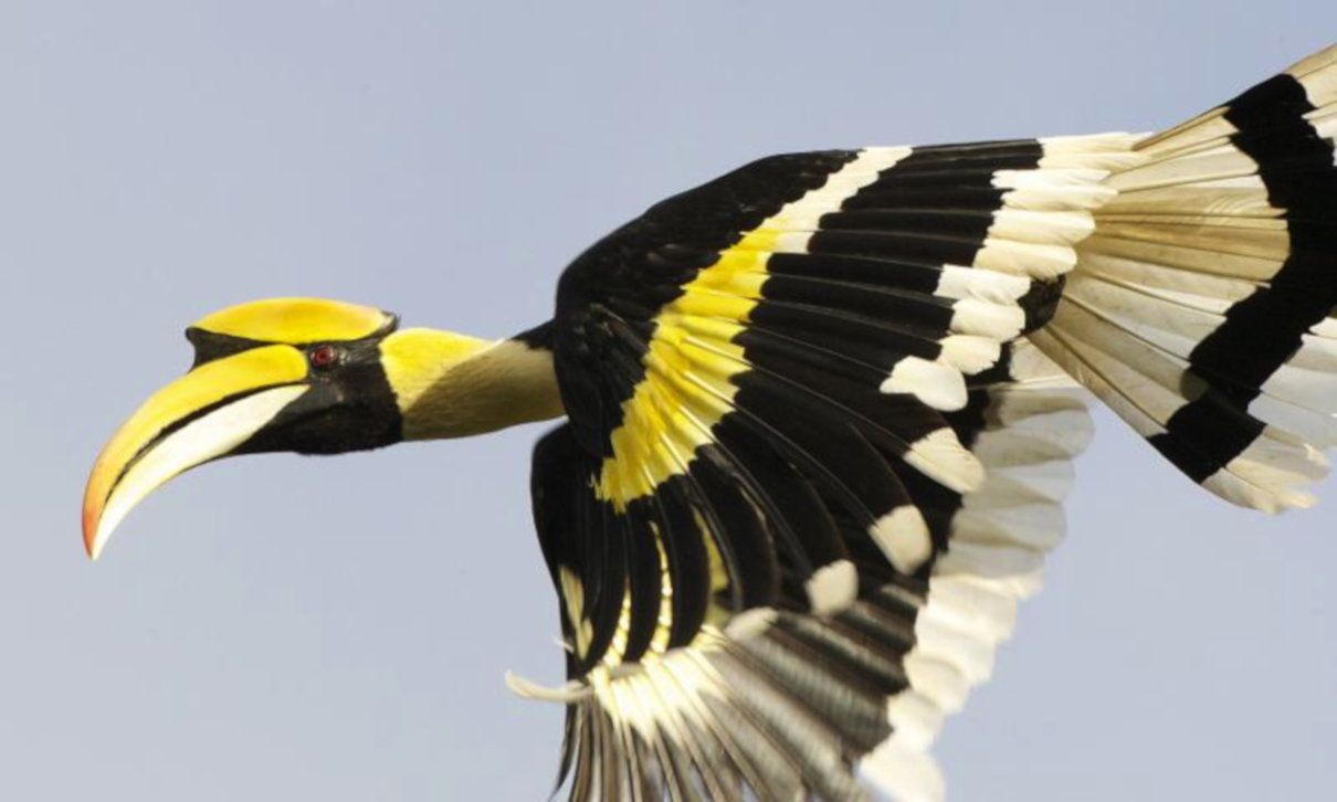 Cálao bicorne, Buceros bicornis, y su peculiar protuberancia