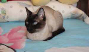Cambios de comportamiento en gatos ancianos