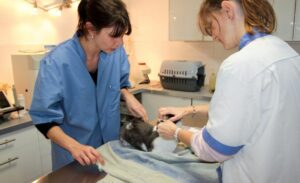 Cáncer en gatos y la importancia de su manejo precoz