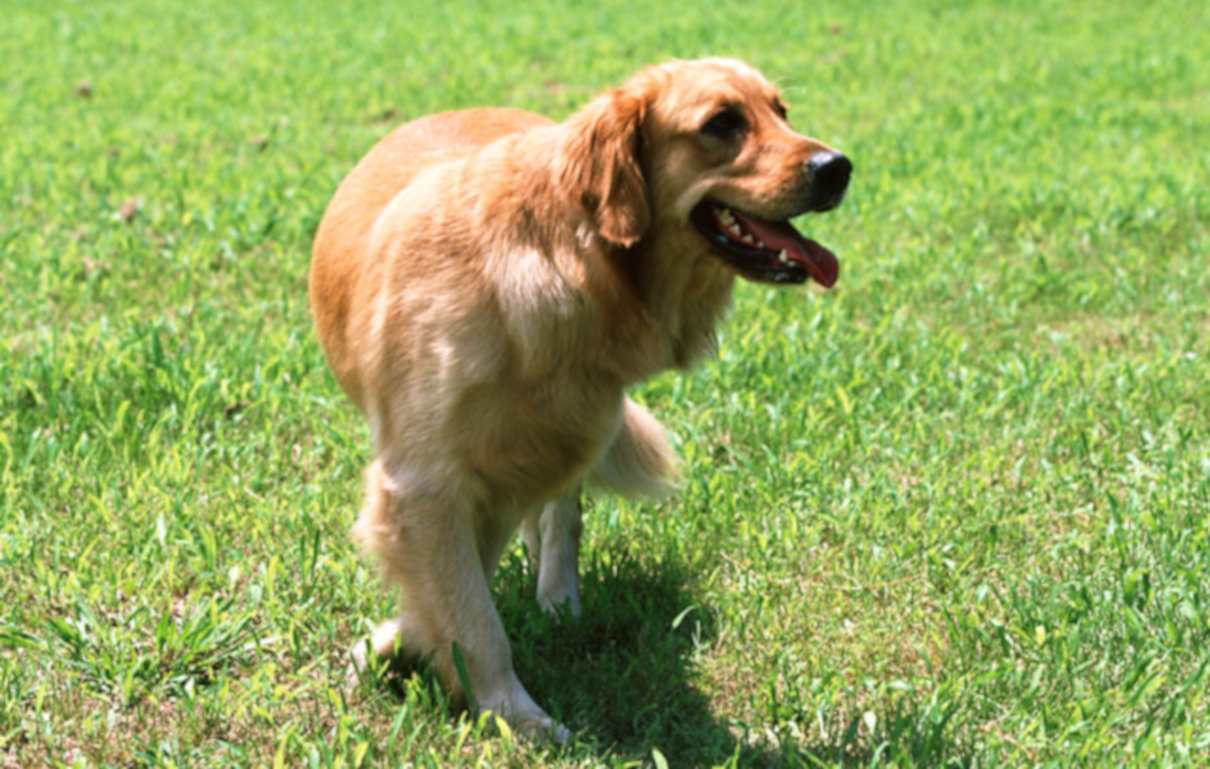 Cáncer en perros, conoce las presentaciones más frecuentes