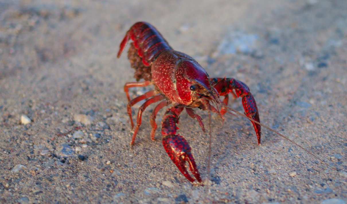 Cangrejo rojo americano, Procambarus clarkii, información