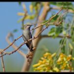 colibri-de-garganta-rubi-archilochus-colubris