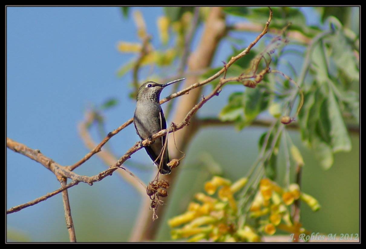 Colibrí de garganta rubí, Archilochus colubris, un diminuto ave