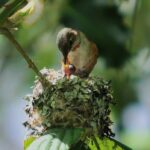 colibri-rufo-selasphorus-rufus